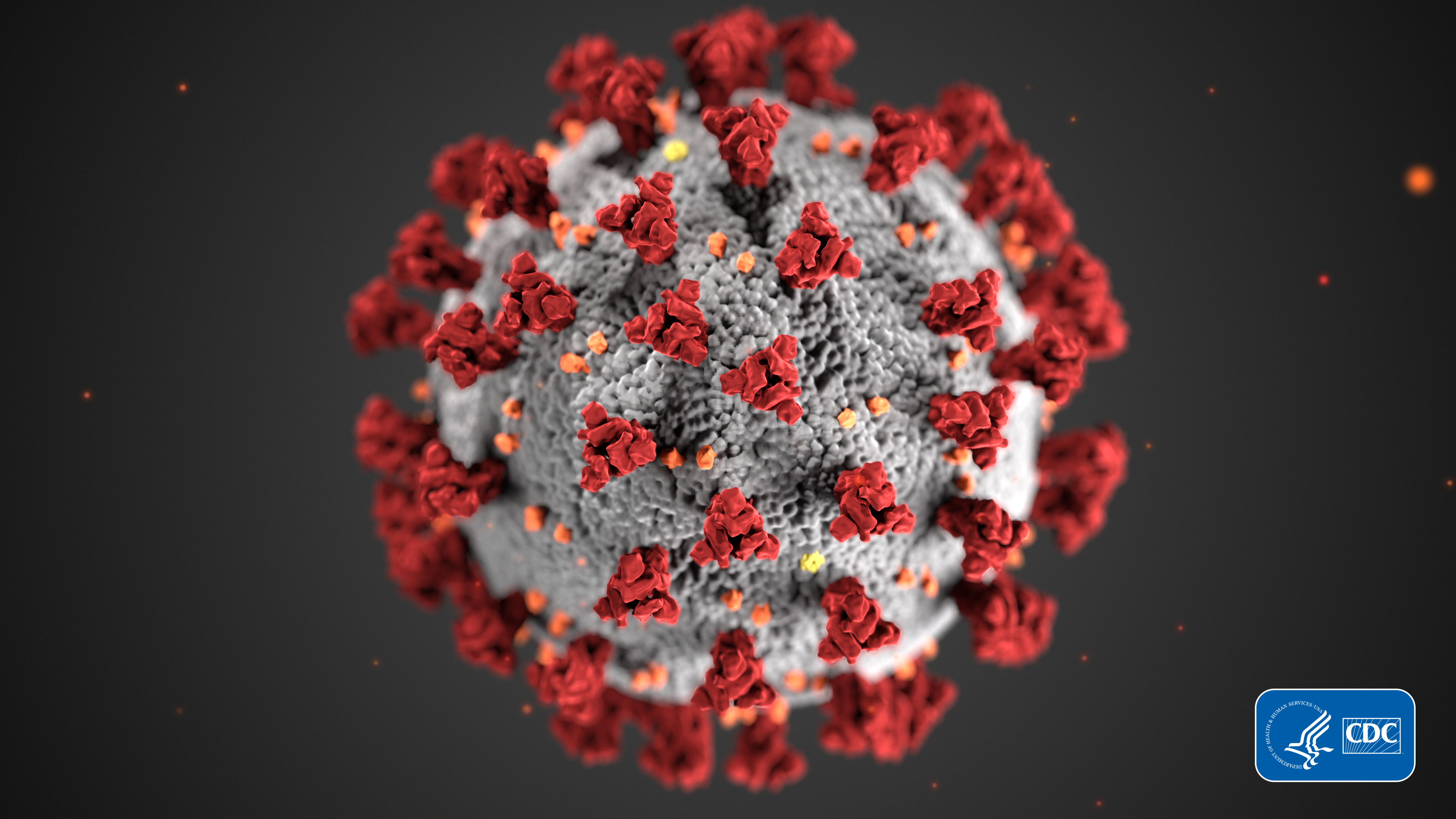 This illustration, created at the Centers for Disease Control and Prevention (CDC), reveals ultrastructural morphology exhibited by coronaviruses. Note the spikes that adorn the outer surface of the virus, which impart the look of a corona surrounding the virion, when viewed electron microscopically.