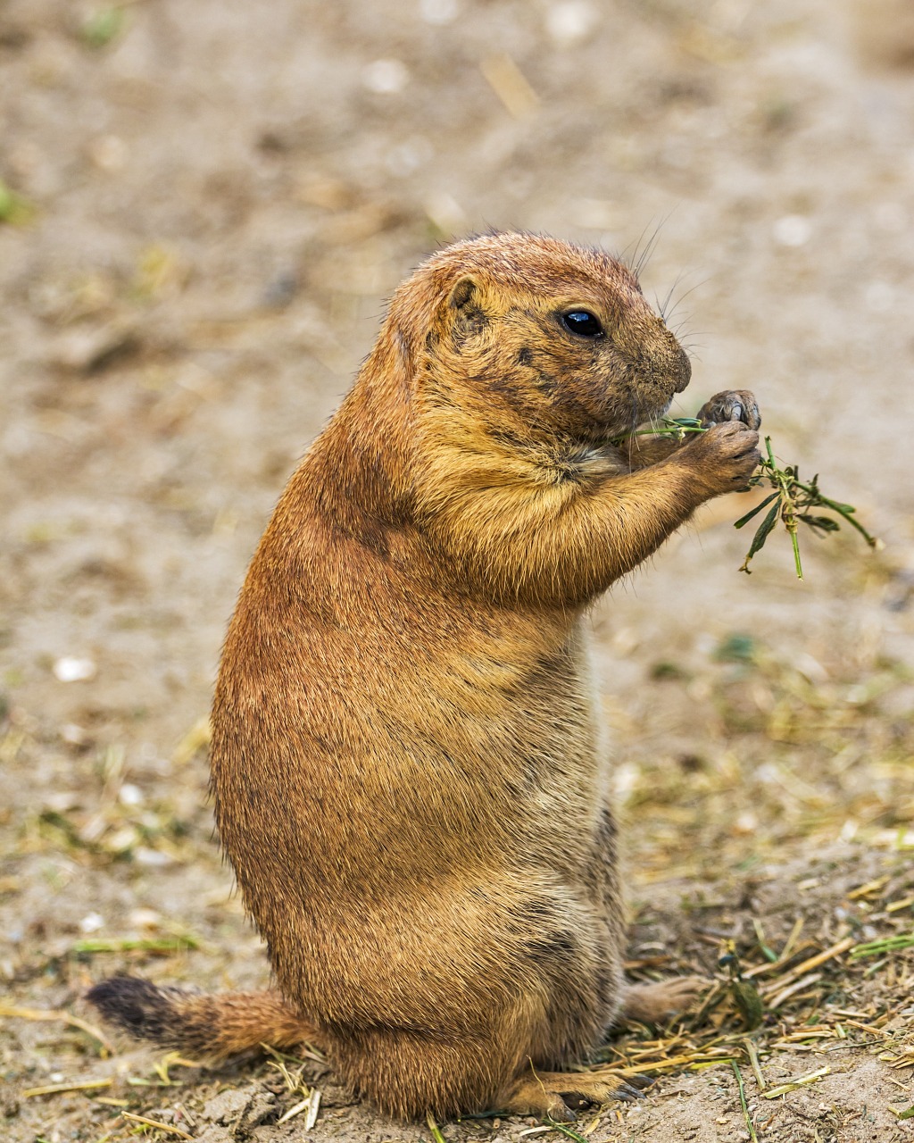 A prairie dog sitting up eating a piece of vegetation in its paws