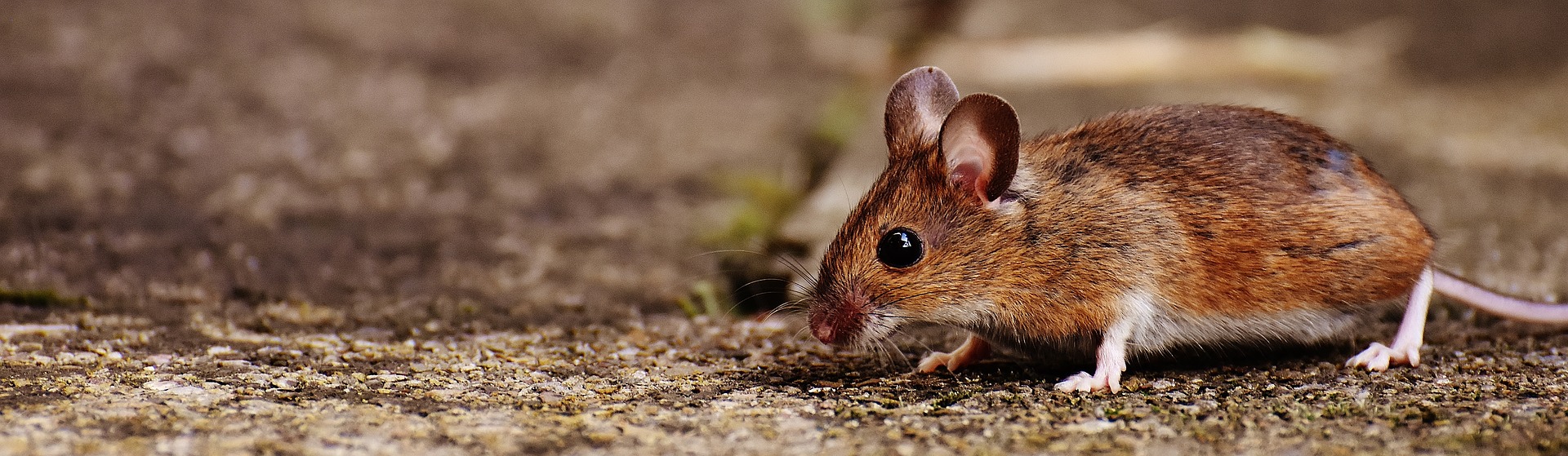 Deer Mouse: A mouse with brown fur on top and white fur underneath. Its  ears are large relative its head size.