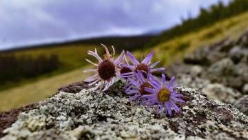 Wildflowers on a hillside 