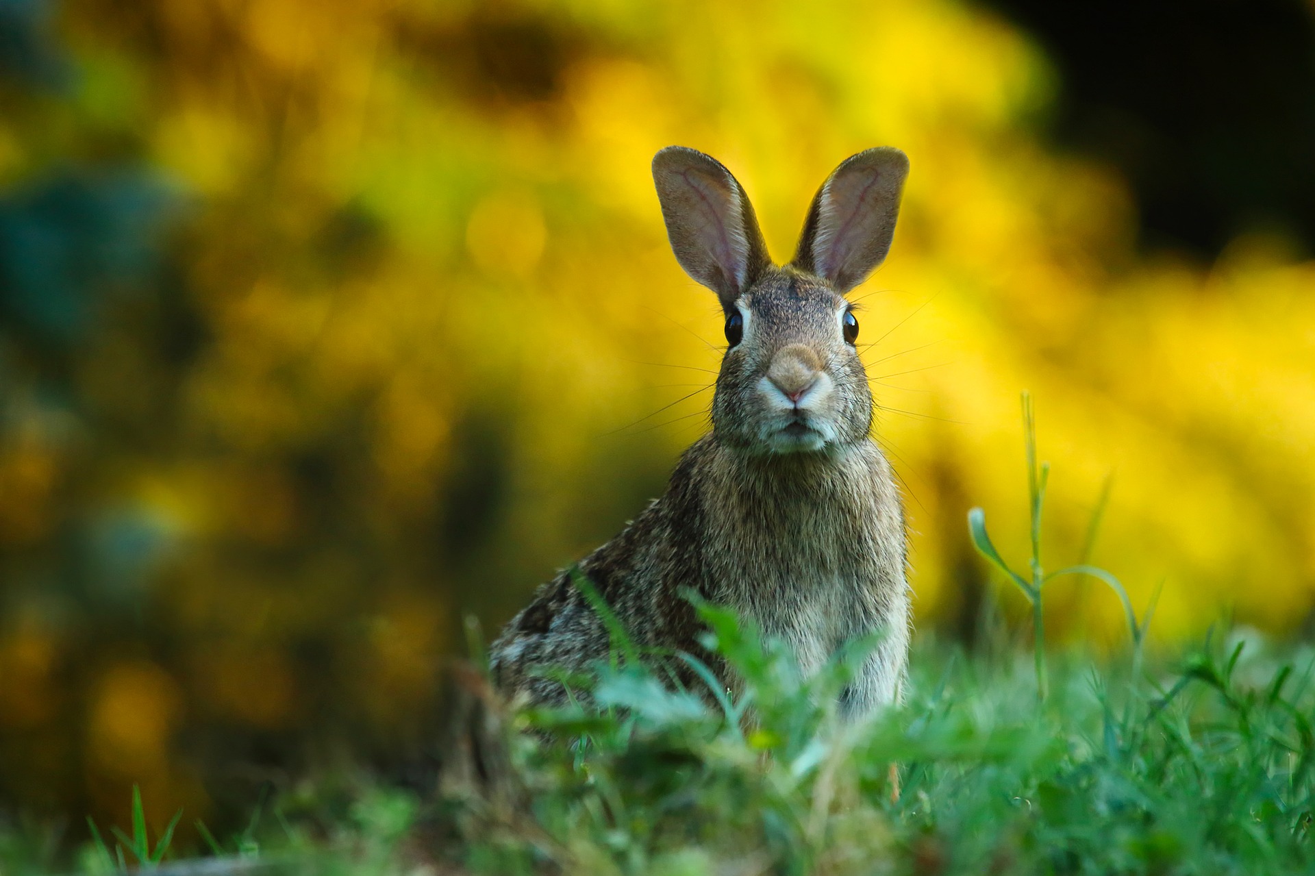 Rabbit sitting alert in a field.