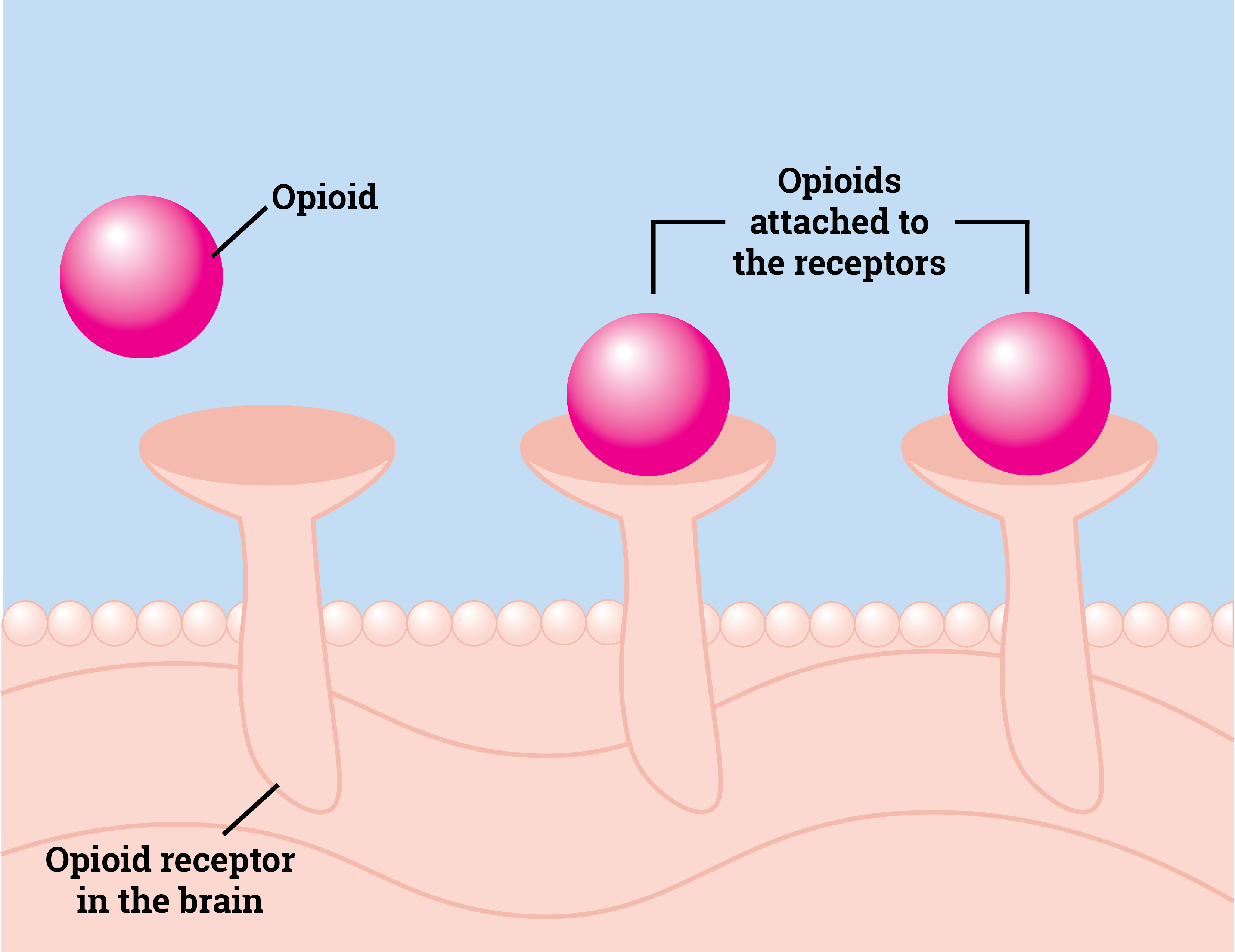 Depiction of opioids attaching to receptors in the brain