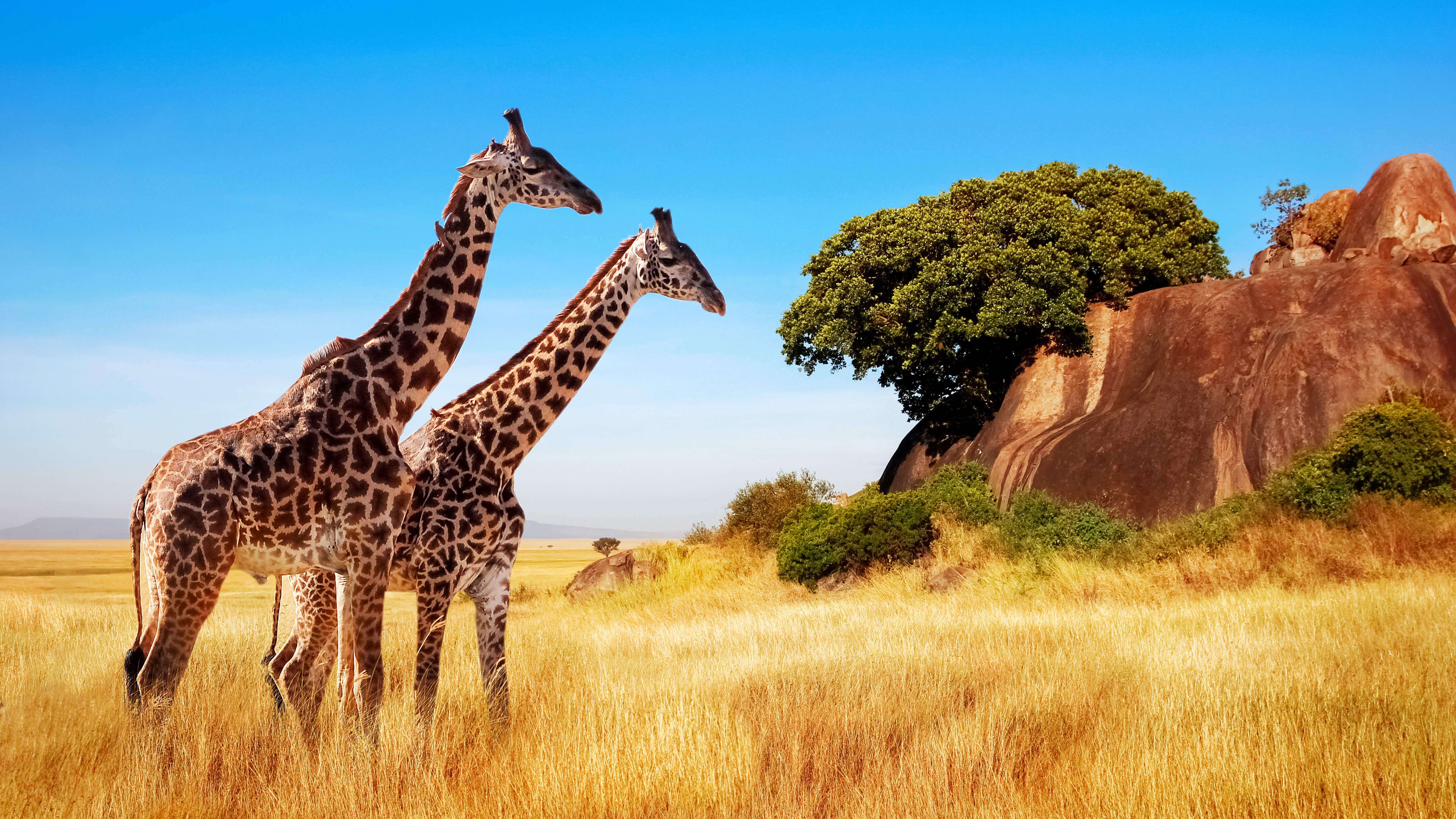 Two giraffes 