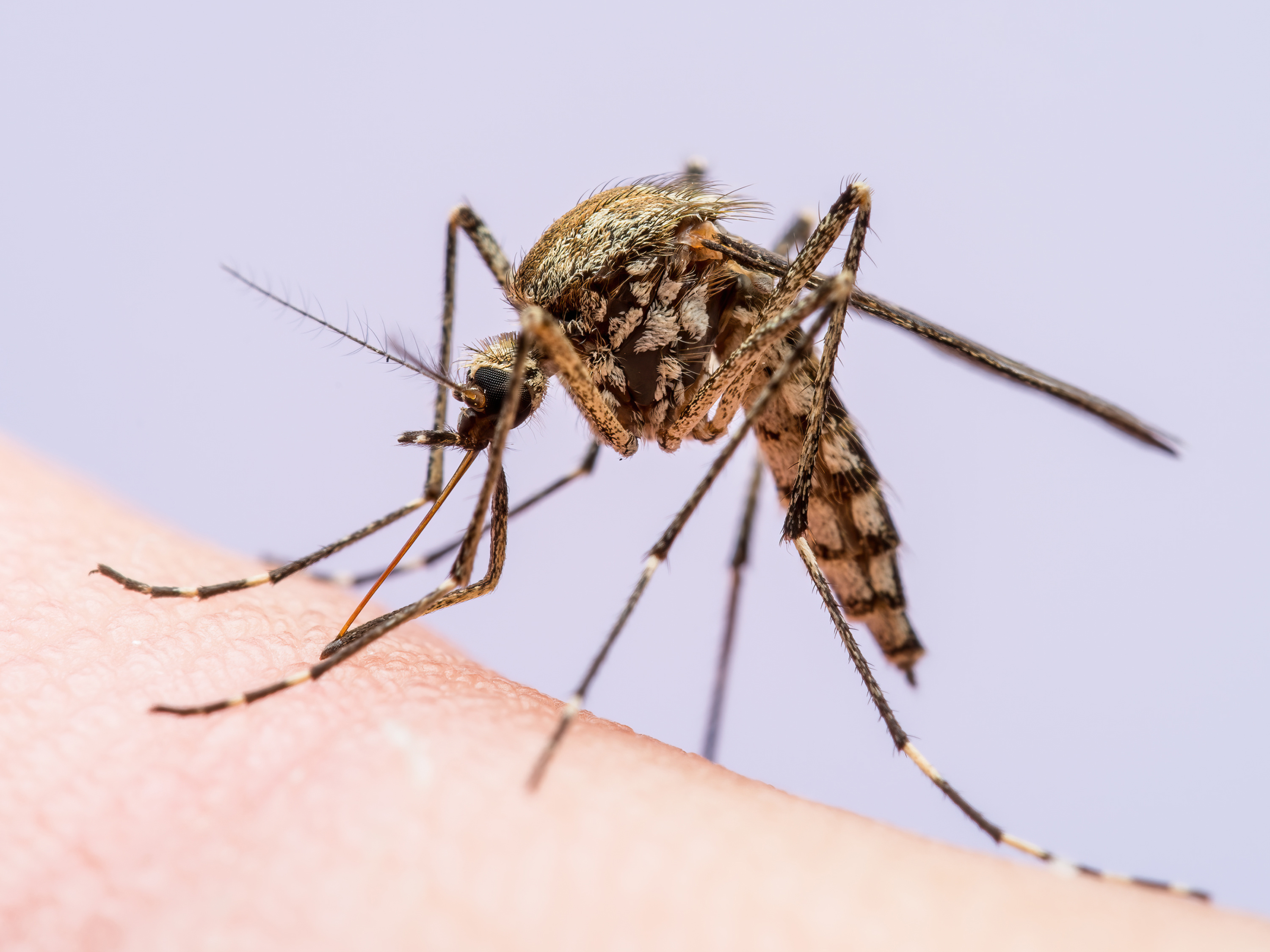 Mosquito