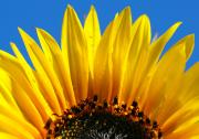 Large sunflower